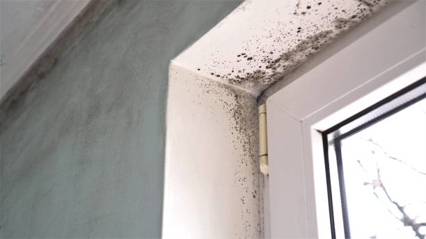 Best Attic Mold Removal  in Reserve, LA