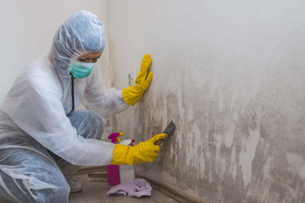 Attic Mold Removal in Reserve, LA
