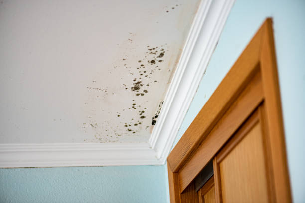 Best Residential Mold Removal  in Reserve, LA