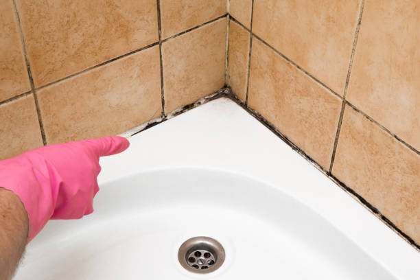 Office Mold Removal Services in Reserve, LA